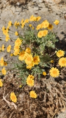 Thymophylla pentachaeta