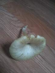 Gerronema strombodes