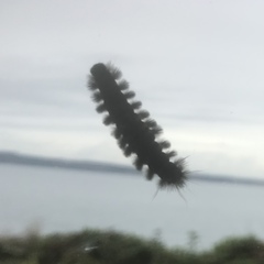 Lophocampa roseata