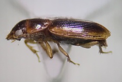 Stenolophini