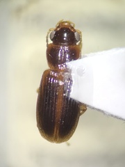 Stenolophini