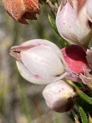 Erica holosericea
