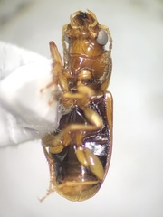 Stenolophini