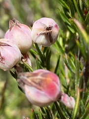 Erica holosericea