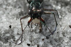 Cicindela scabrosa