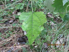 Populus tomentiglandulosa