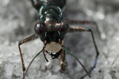 Cicindela scabrosa
