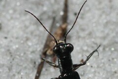 Cicindela scabrosa