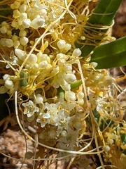 Cuscuta salina