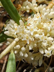 Cuscuta umbellata
