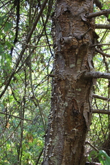 Trichaptum abietinum