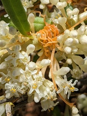 Cuscuta umbellata