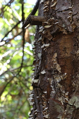 Trichaptum abietinum