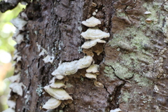 Trichaptum abietinum