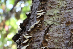 Trichaptum abietinum