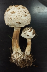 Rhacodium