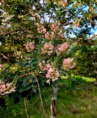 Indigofera jucunda
