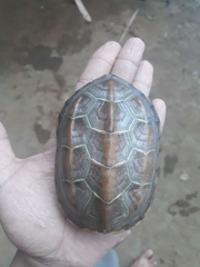 Mauremys reevesii