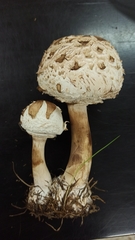 Rhacodium