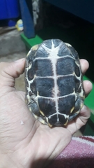 Mauremys reevesii
