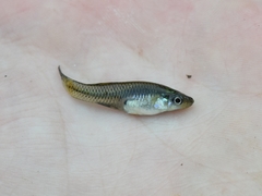 Gambusia geiseri