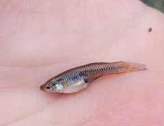 Gambusia geiseri