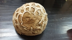 Rhacodium