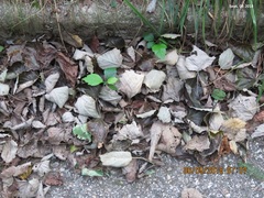 Populus tomentiglandulosa