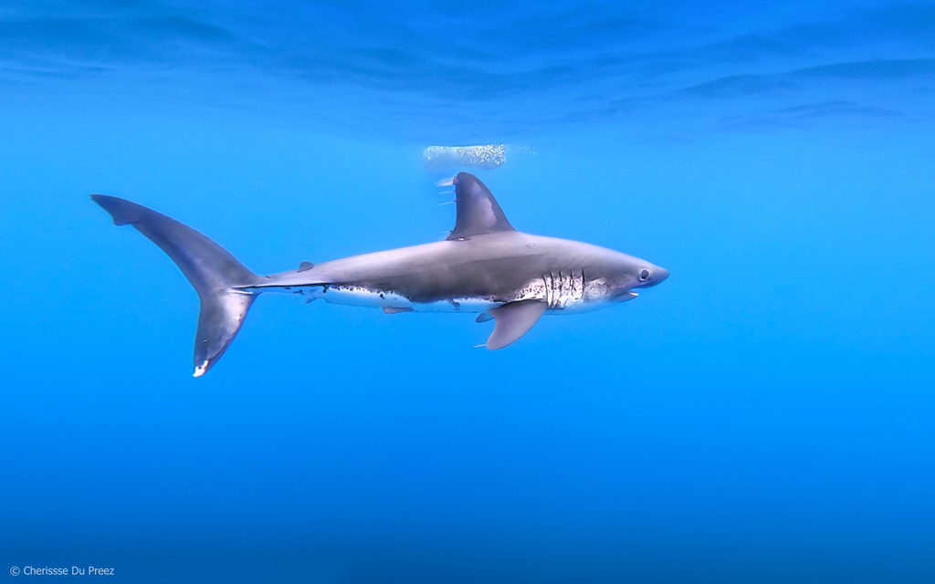 Salmon Shark (Pacific Northwest Marine Life) · iNaturalist