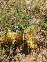 Cuscuta salina