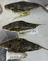 Sphoeroides marmoratus