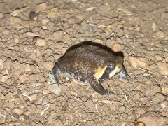 Breviceps mossambicus