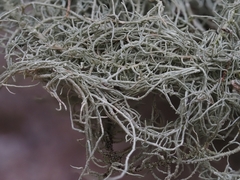Usnea ceratina
