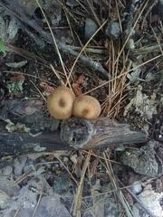 Collybiopsis dichroa