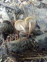 Collybiopsis dichroa