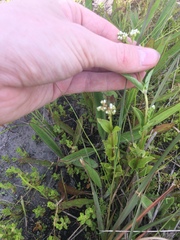 Mitreola
