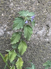 Caryopteris