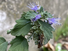 Caryopteris