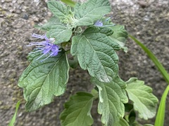 Caryopteris