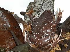 Cycloramphus carvalhoi