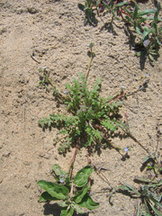 Phacelia stellaris