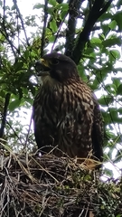 Falco novaeseelandiae