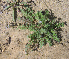 Phacelia stellaris