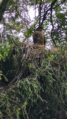 Falco novaeseelandiae