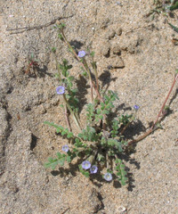 Phacelia stellaris