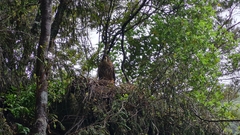 Falco novaeseelandiae
