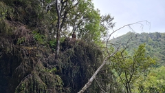 Falco novaeseelandiae