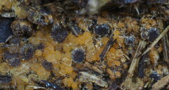 Ascobolus furfuraceus