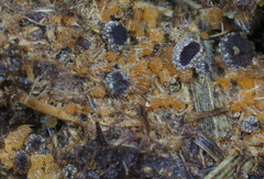 Ascobolus furfuraceus
