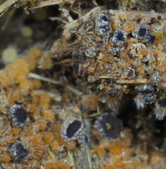 Ascobolus furfuraceus